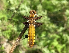 Libellula depressa