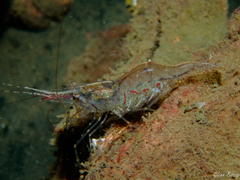 Palaemon macrodactylus