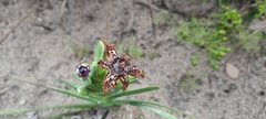 Ferraria crispa
