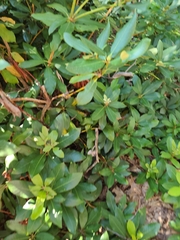 Rhododendron ponticum