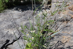 Symphyotrichum ontarionis