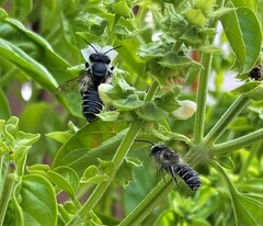 Megachile mendica
