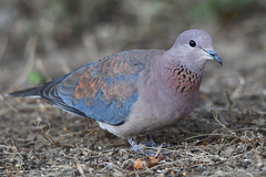 Streptopelia senegalensis senegalensis