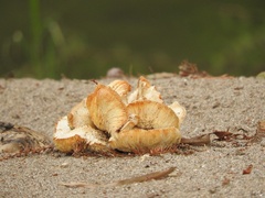 Neolentinus lepideus