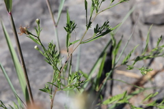 Symphyotrichum ontarionis