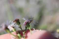 Symphyotrichum ontarionis