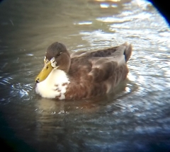 Anas platyrhynchos domesticus