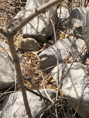 Stenocercus ornatissimus