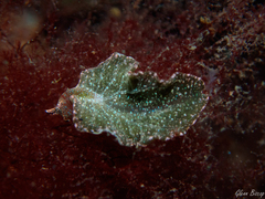 Elysia viridis