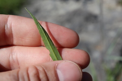 Symphyotrichum ontarionis