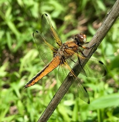 Libellula fulva