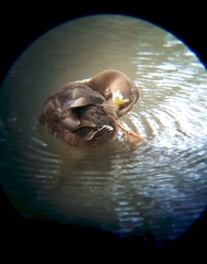 Anas platyrhynchos domesticus