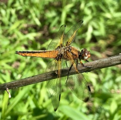 Libellula fulva