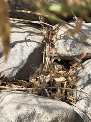 Stenocercus ornatissimus