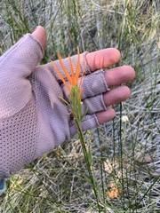 Castilleja minor stenantha