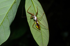 Epidaus famulus