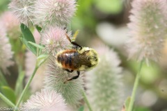 Bombus rufocinctus