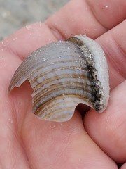 Semicassis granulata