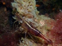 Palaemon macrodactylus