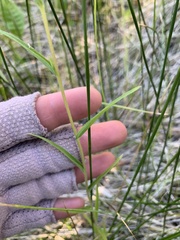 Castilleja minor stenantha