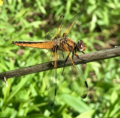Libellula fulva