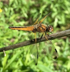 Libellula fulva