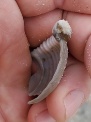 Semicassis granulata