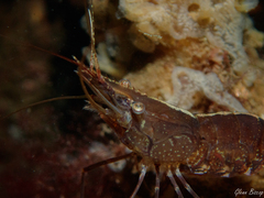 Palaemon macrodactylus