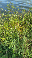 Persicaria sagittata