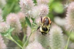 Bombus rufocinctus