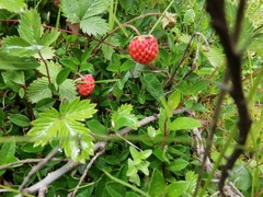 Fragaria nubicola