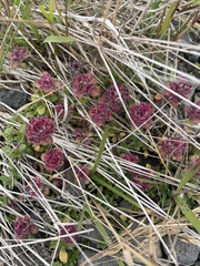 Thymus praecox britannicus