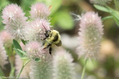 Bombus rufocinctus