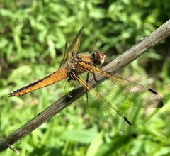 Libellula fulva