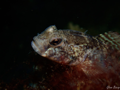 Gobius niger