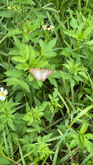 Anartia jatrophae