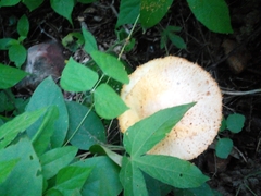 Polyporus tuberaster