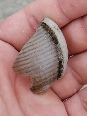 Semicassis granulata