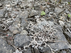 Stereocaulon saxatile