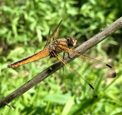 Libellula fulva
