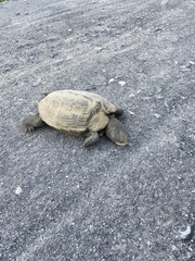 Malaclemys terrapin terrapin