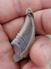 Semicassis granulata