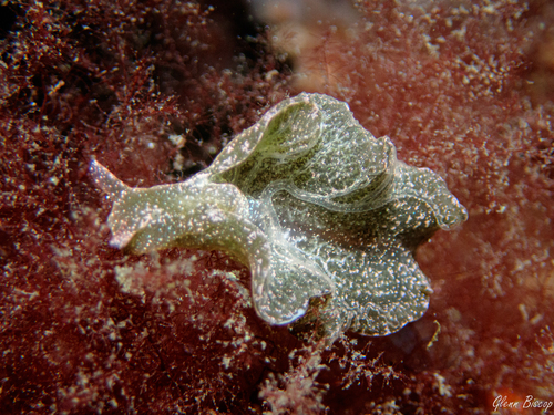 Sap-sucking Slug