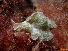 Elysia viridis