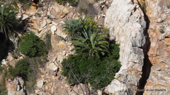 Encephalartos longifolius