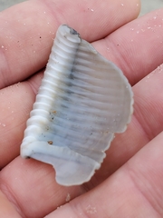 Semicassis granulata