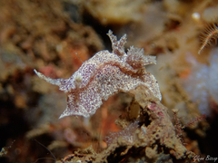 Goniodoris castanea