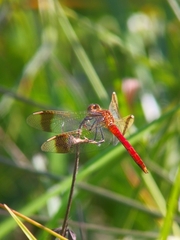 Sympetrum pedemontanum
