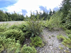 Stereocaulon saxatile