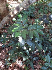 Aglaia rimosa